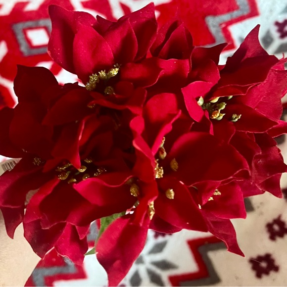 1 poinsettias red plant Christmas - Picture 4 of 13